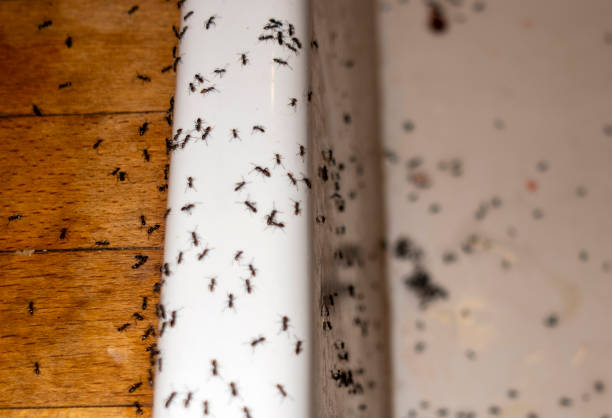 Best Best Pest Control Companies  in Kimball, NE