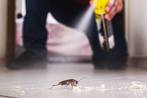 Best Flea Control Services  in Kimball, NE